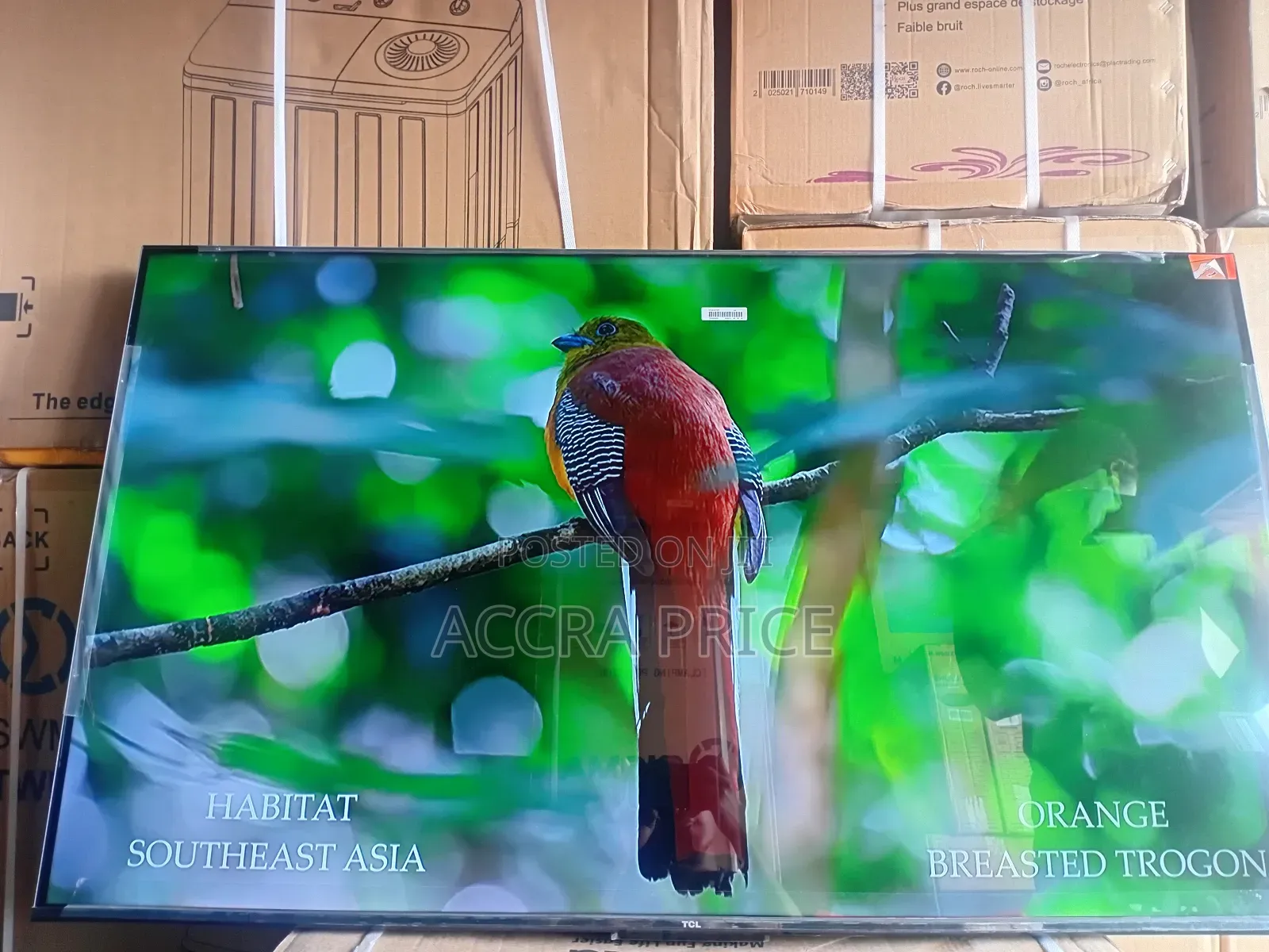 Live Memories in Dreams With Tcl55