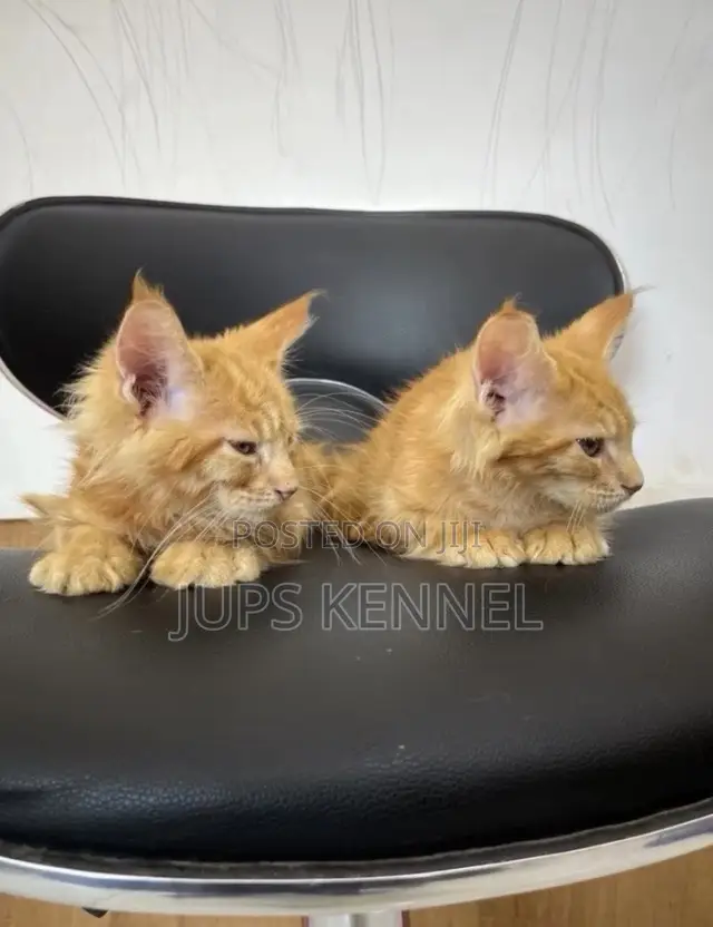 1-3 months Female Purebred Maine Coon