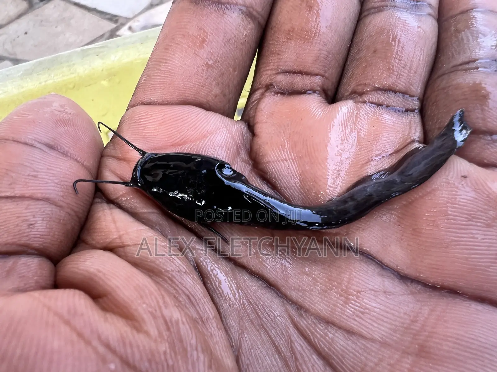 Super Fast Growing Catfish Juveniles / Fingerlings