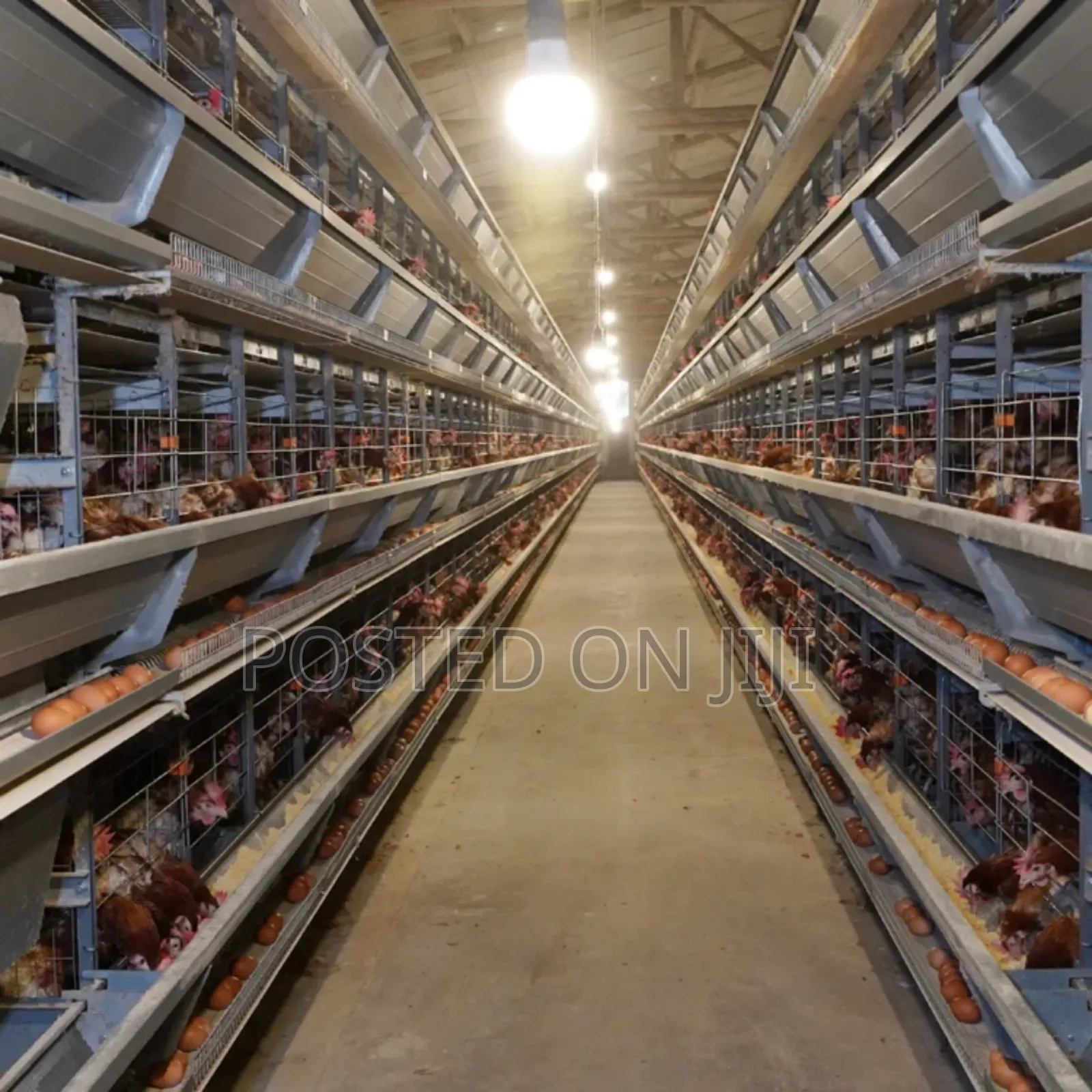 Fully Automated Poultry Structure and Cage