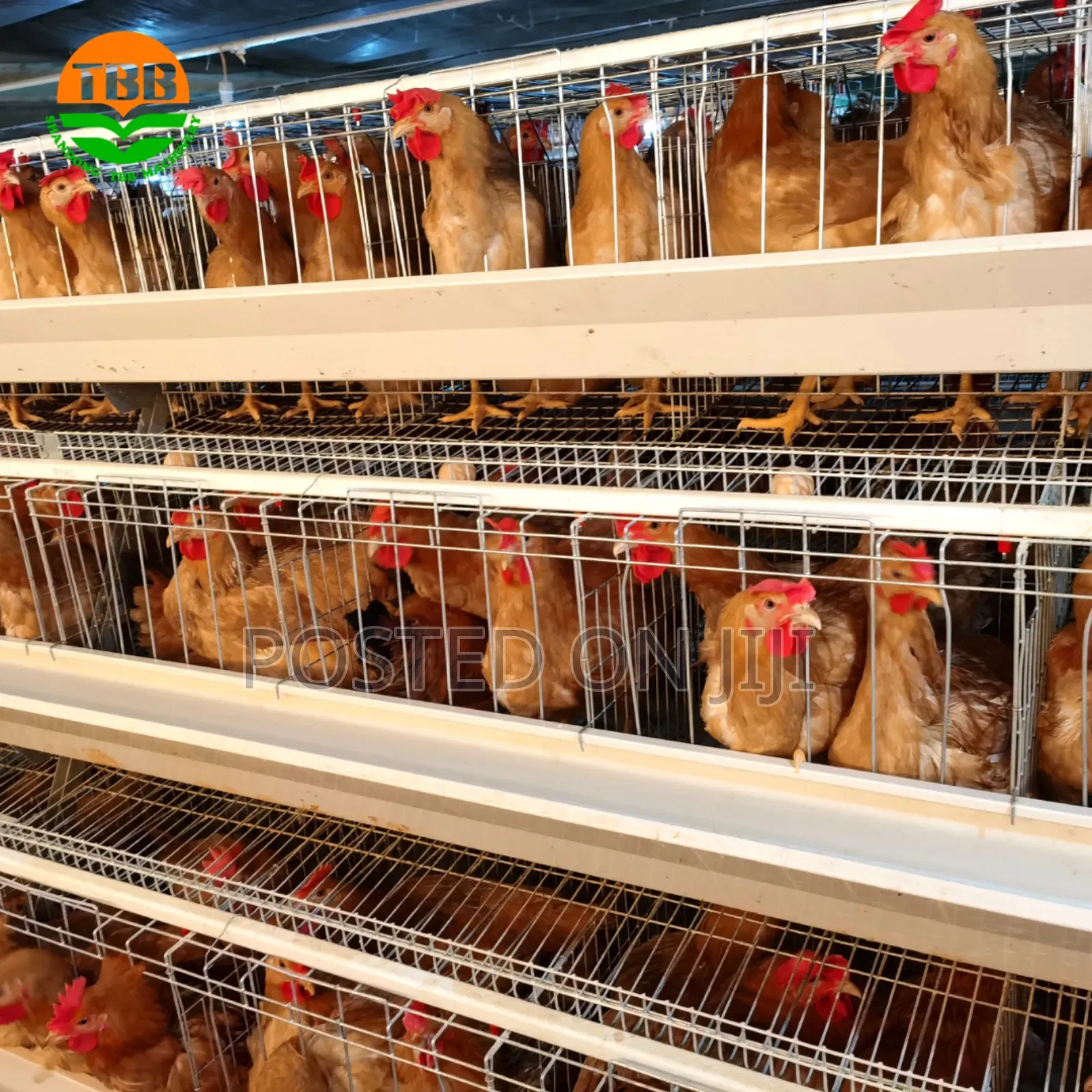 Hen ,Chick ,Cock Cage