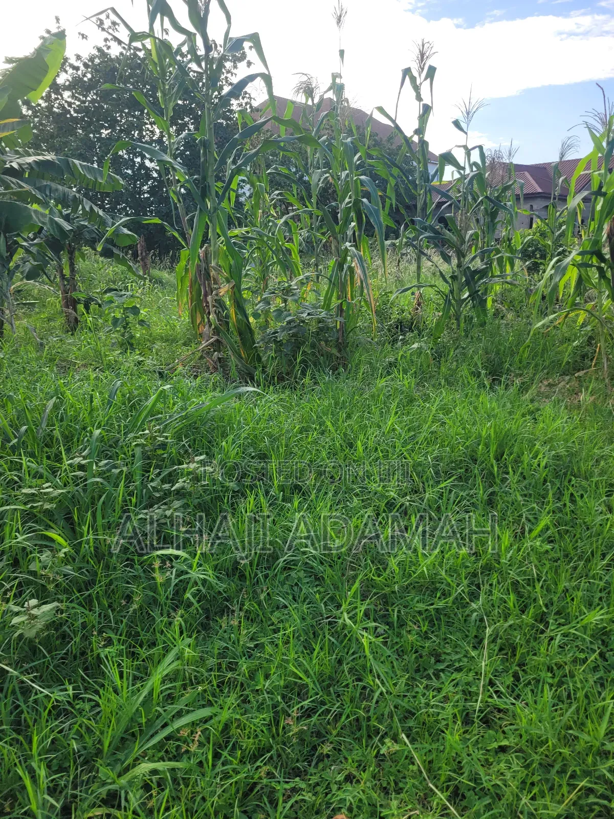 Two Plots of Land for Sale at Packye No 2