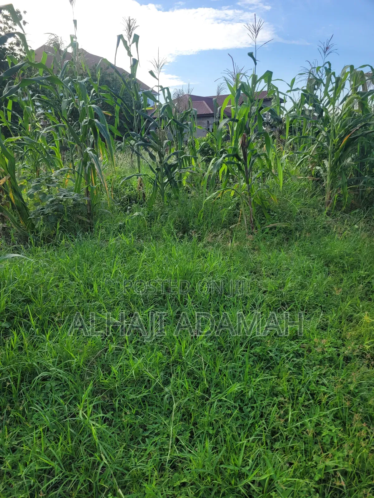 Two Plots of Land for Sale at Packye No 2