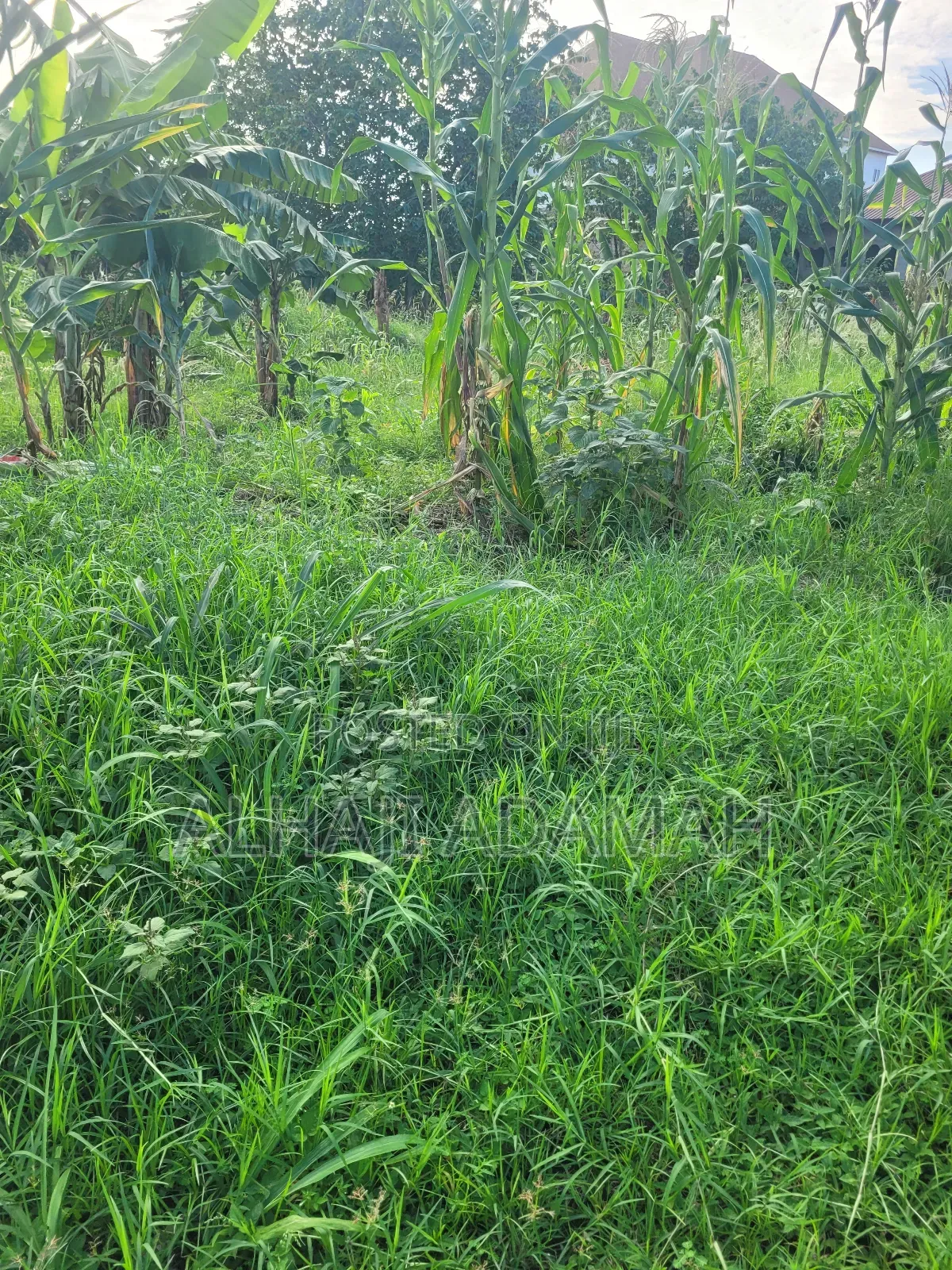 Two Plots of Land for Sale at Packye No 2