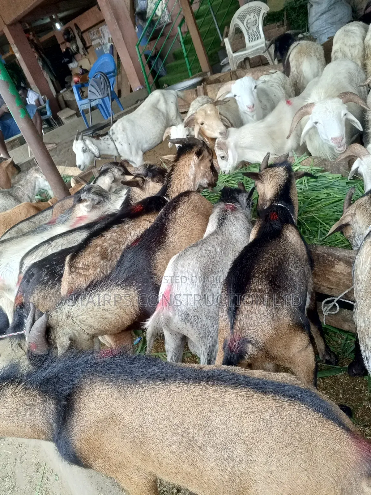 Male Goats for Sale.