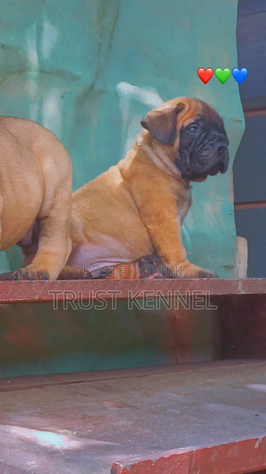 1-3 months Male Purebred Bullmastiff