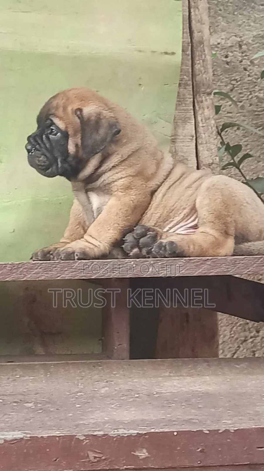 1-3 months Male Purebred Bullmastiff