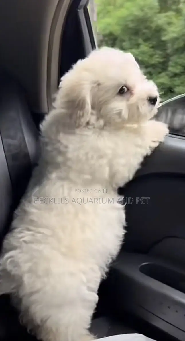 1-3 months Female Purebred Poodle