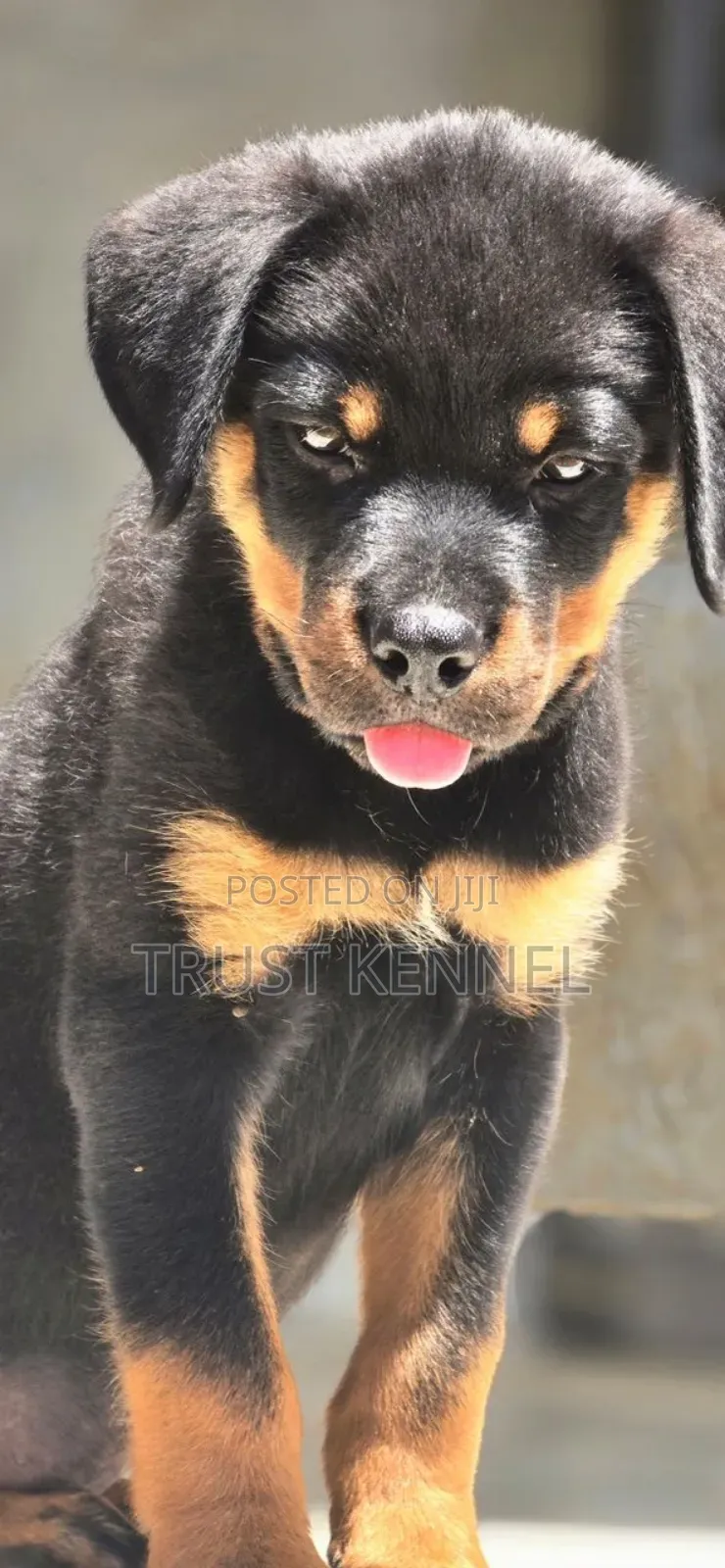 3-6 months Female Purebred Rottweiler