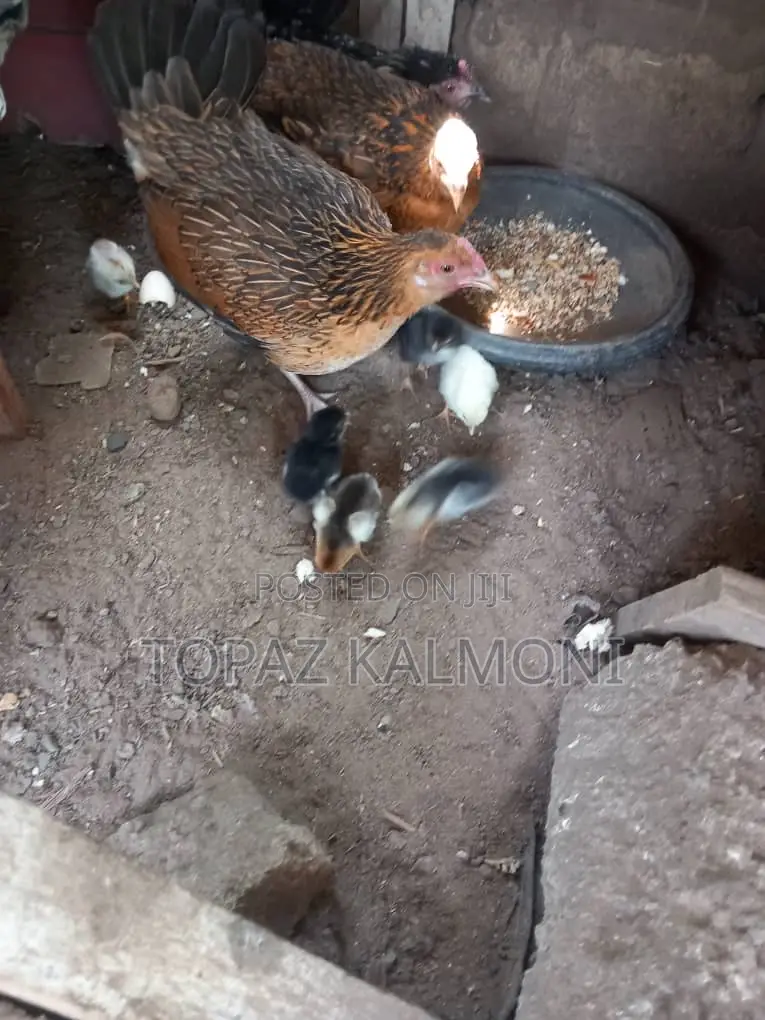 Organic Local Chickens 