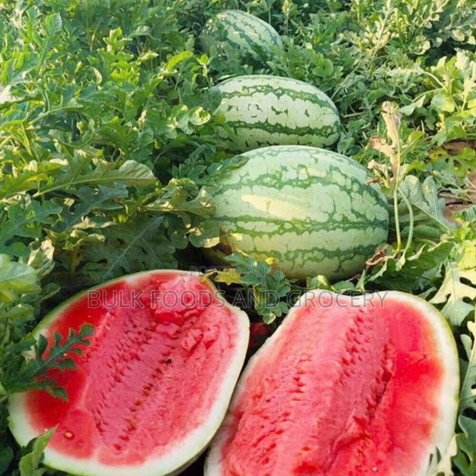 Water Melon Jumbo
