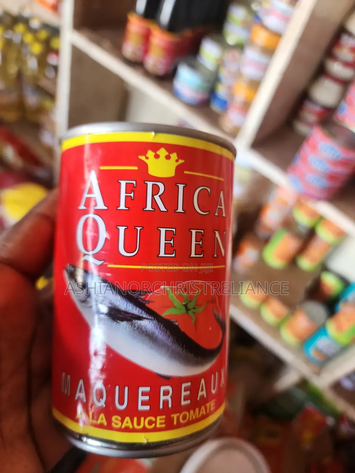 African Queen Mackerel