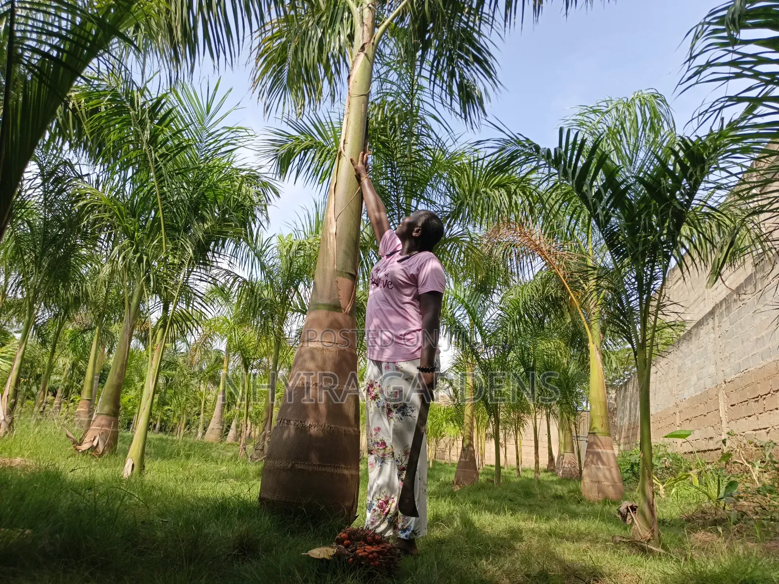 Big Size Royal Palms