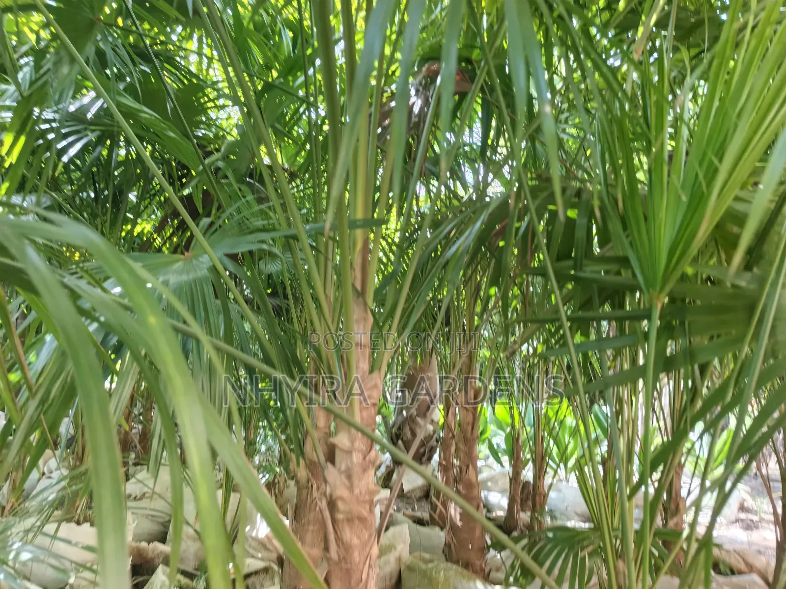 Finger Palms for Sale