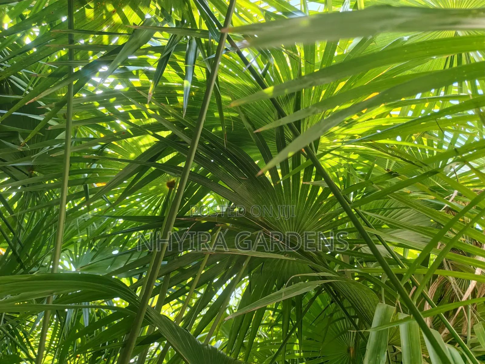 Finger Palms for Sale