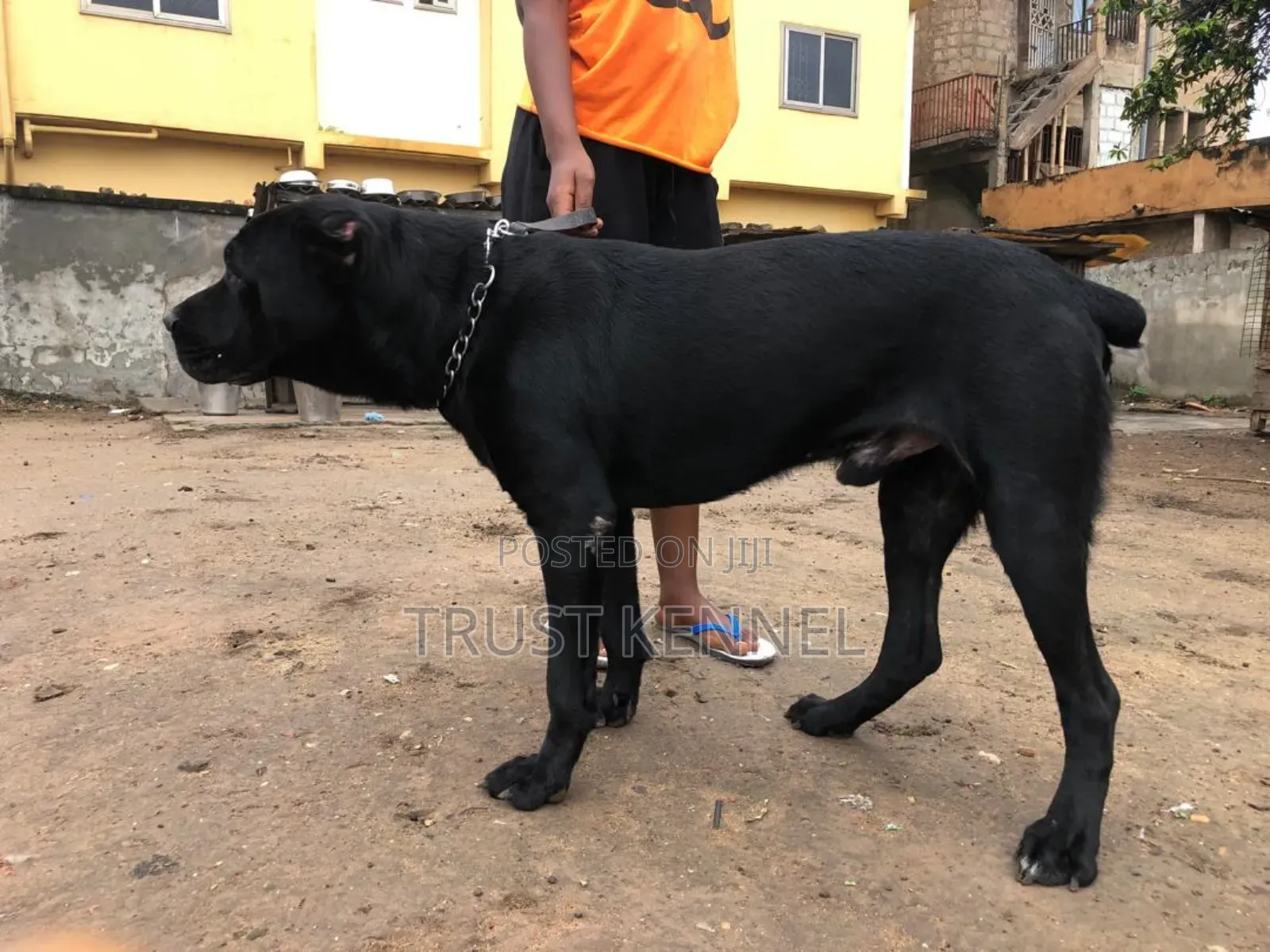 6-12 months Male Purebred Cane Corso