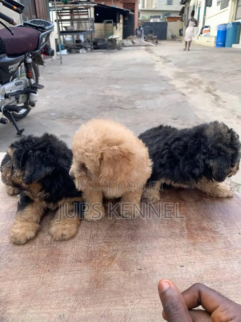 1-3 months Female Purebred Poodle