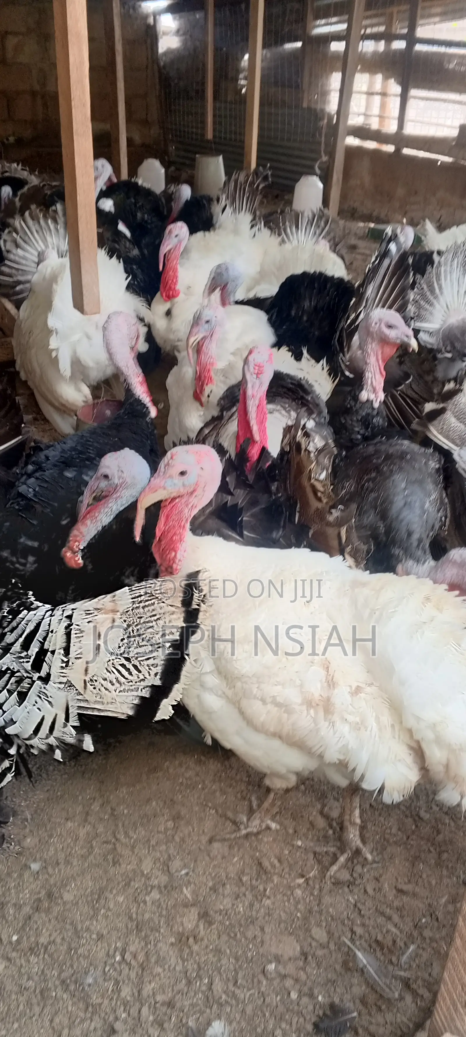 Matured Turkeys
