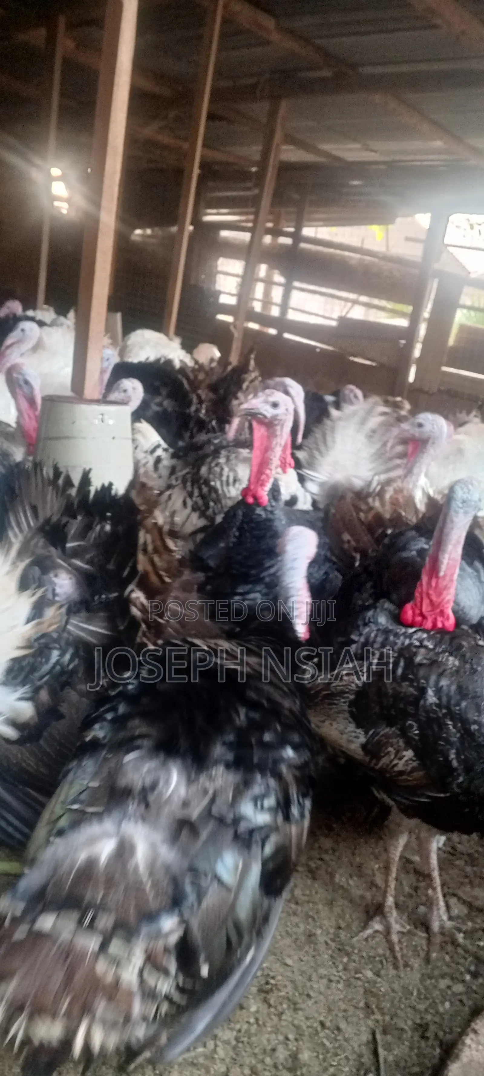 Matured Turkeys