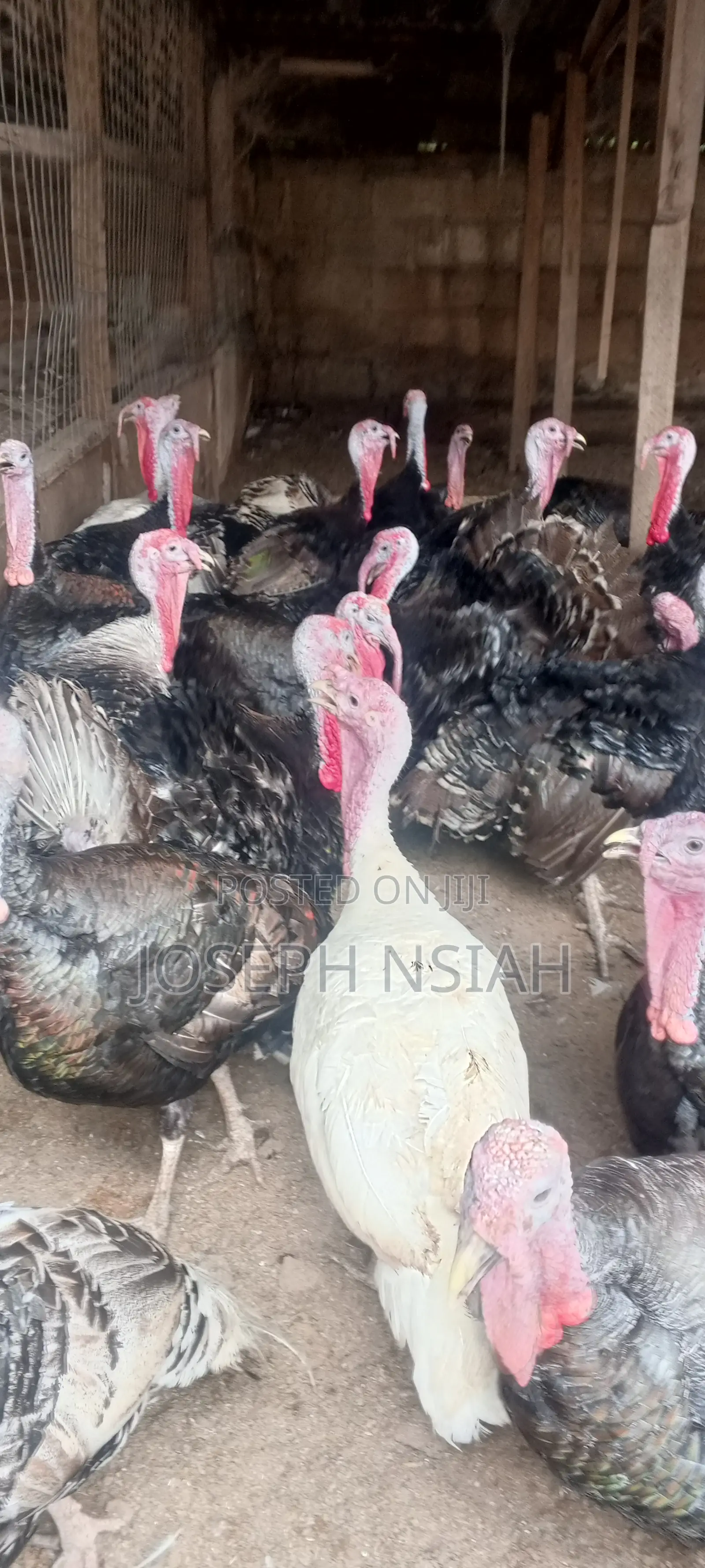 Matured Turkeys