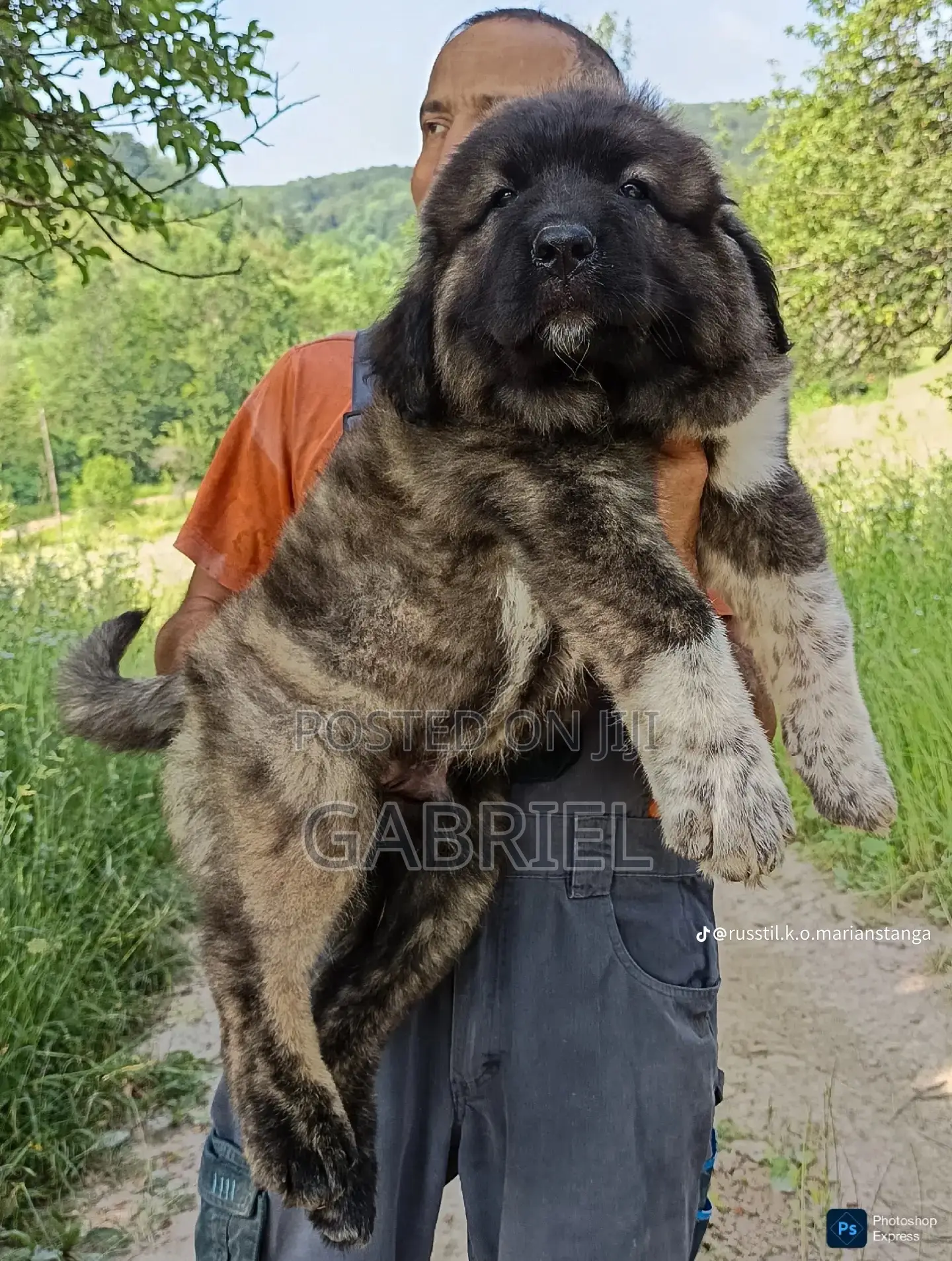 1-3 months Female Purebred Caucasian Shepherd