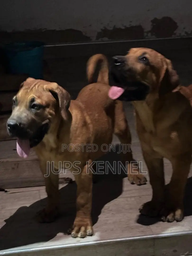1-3 months Female Purebred Boerboel