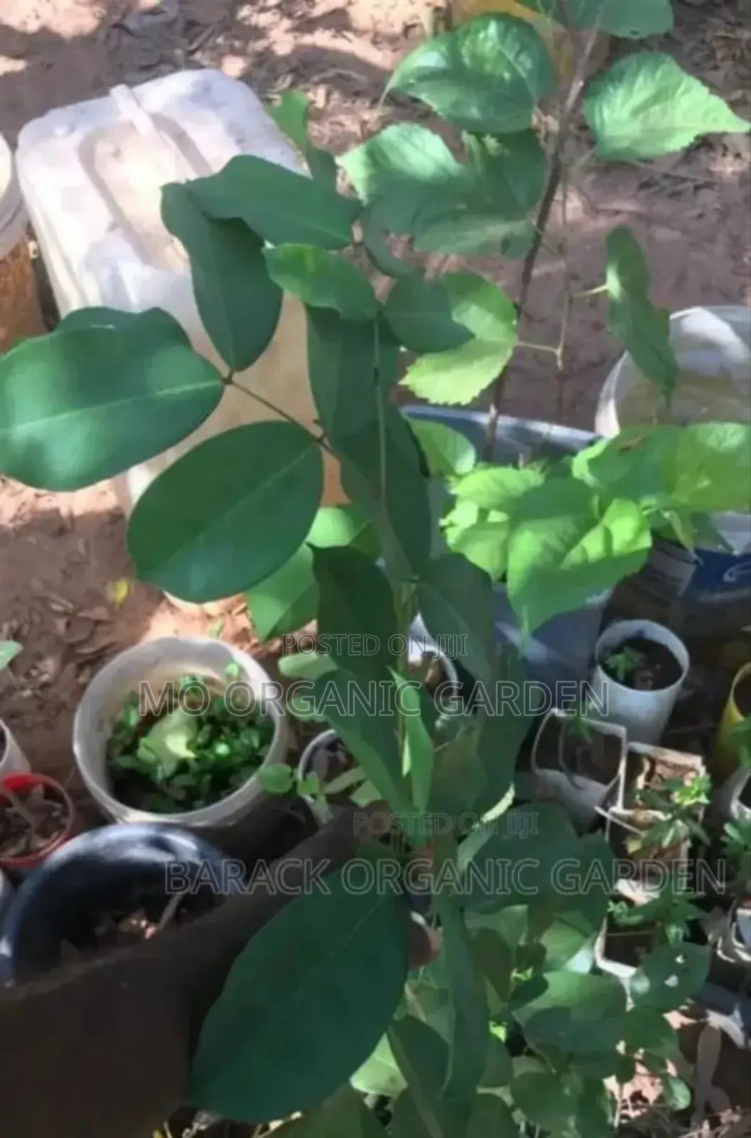 Velvet Tamarind Seedling (Yooyi Plant)