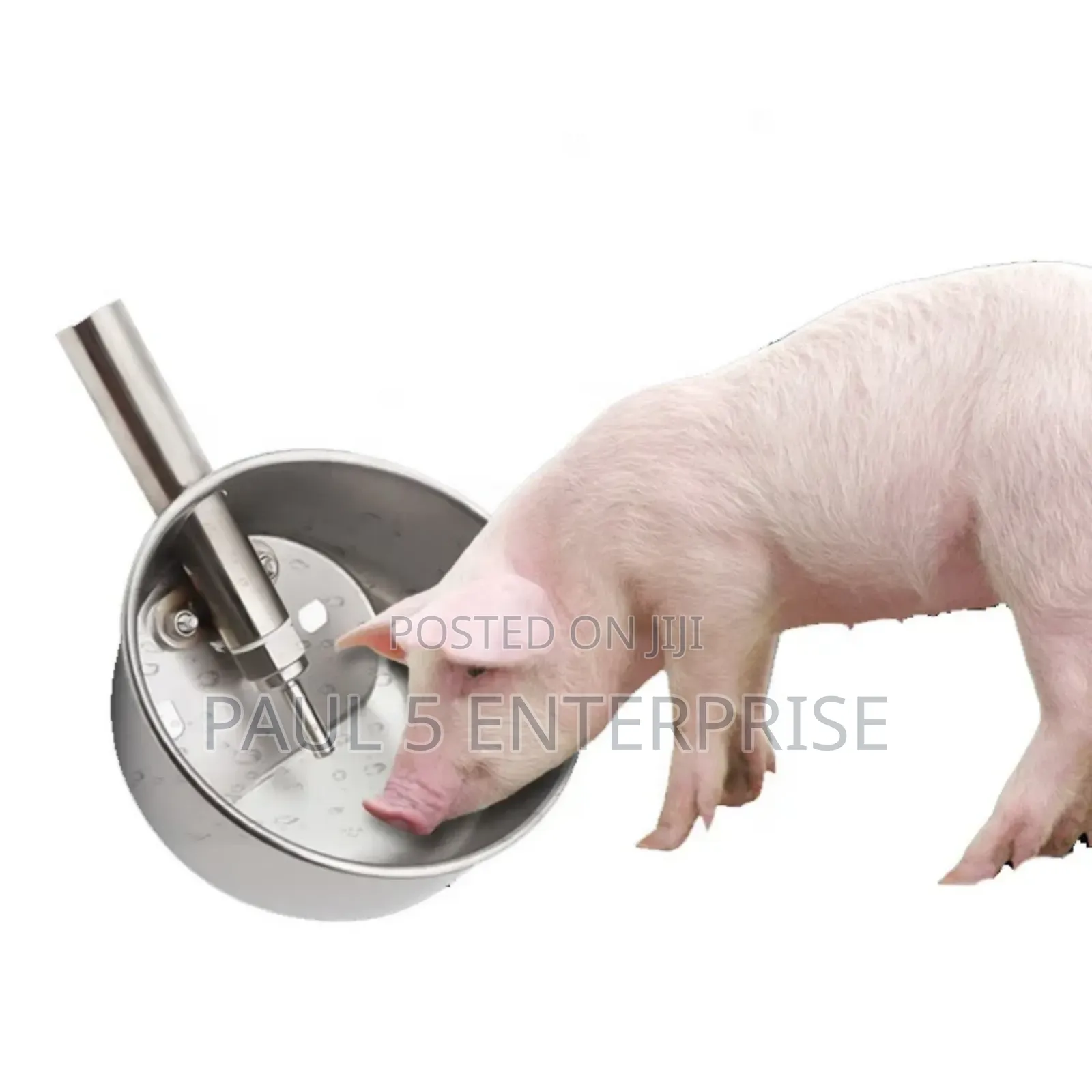 Piglet and Adult Pig Drinking Bowl