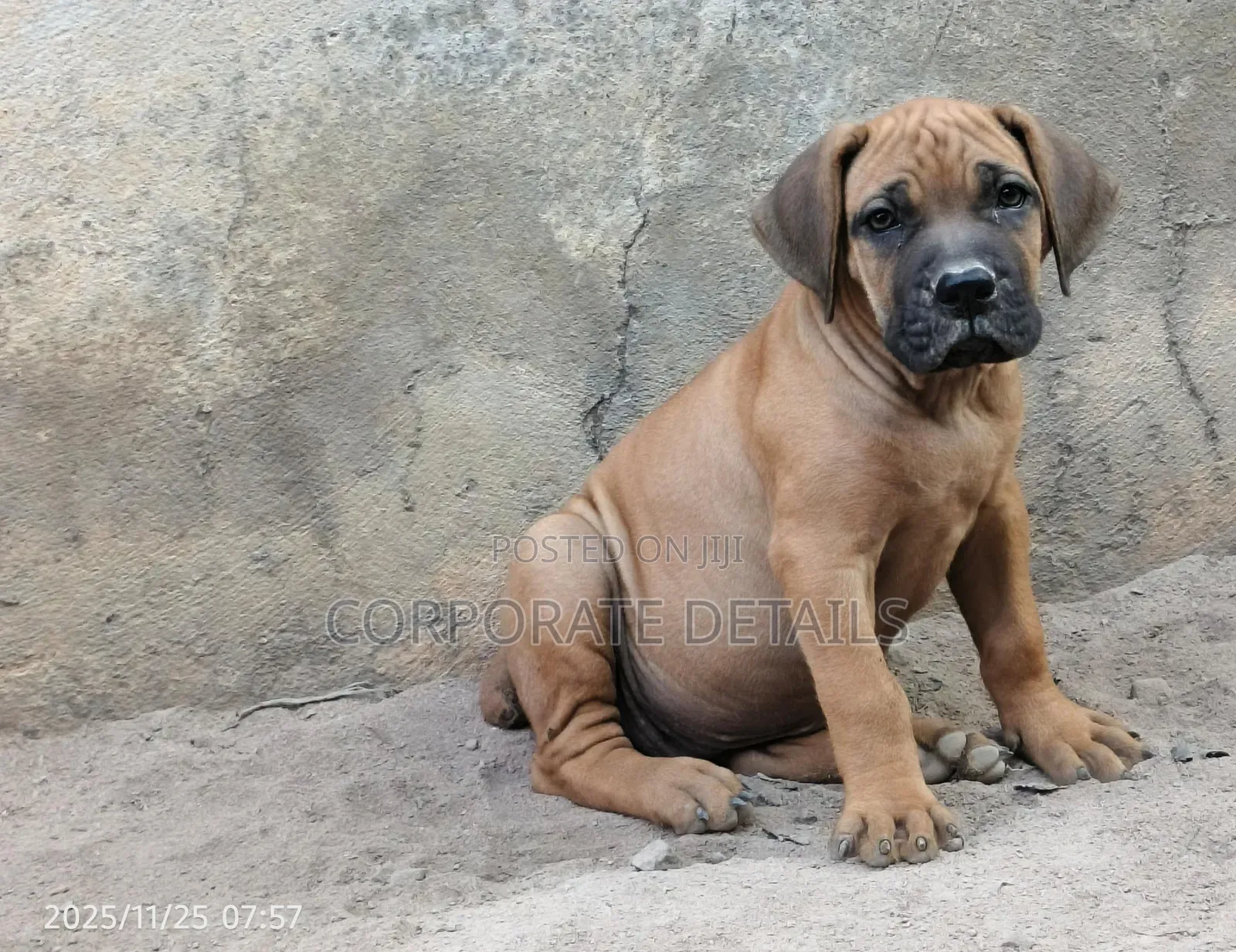1-3 months Male Purebred Boerboel
