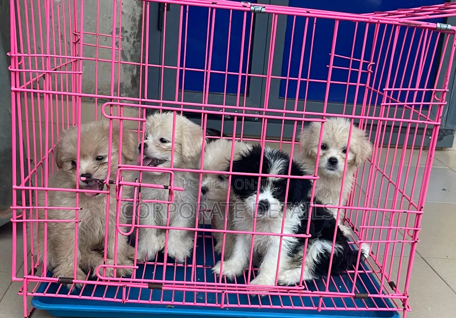 1-3 months Female Purebred Maltese