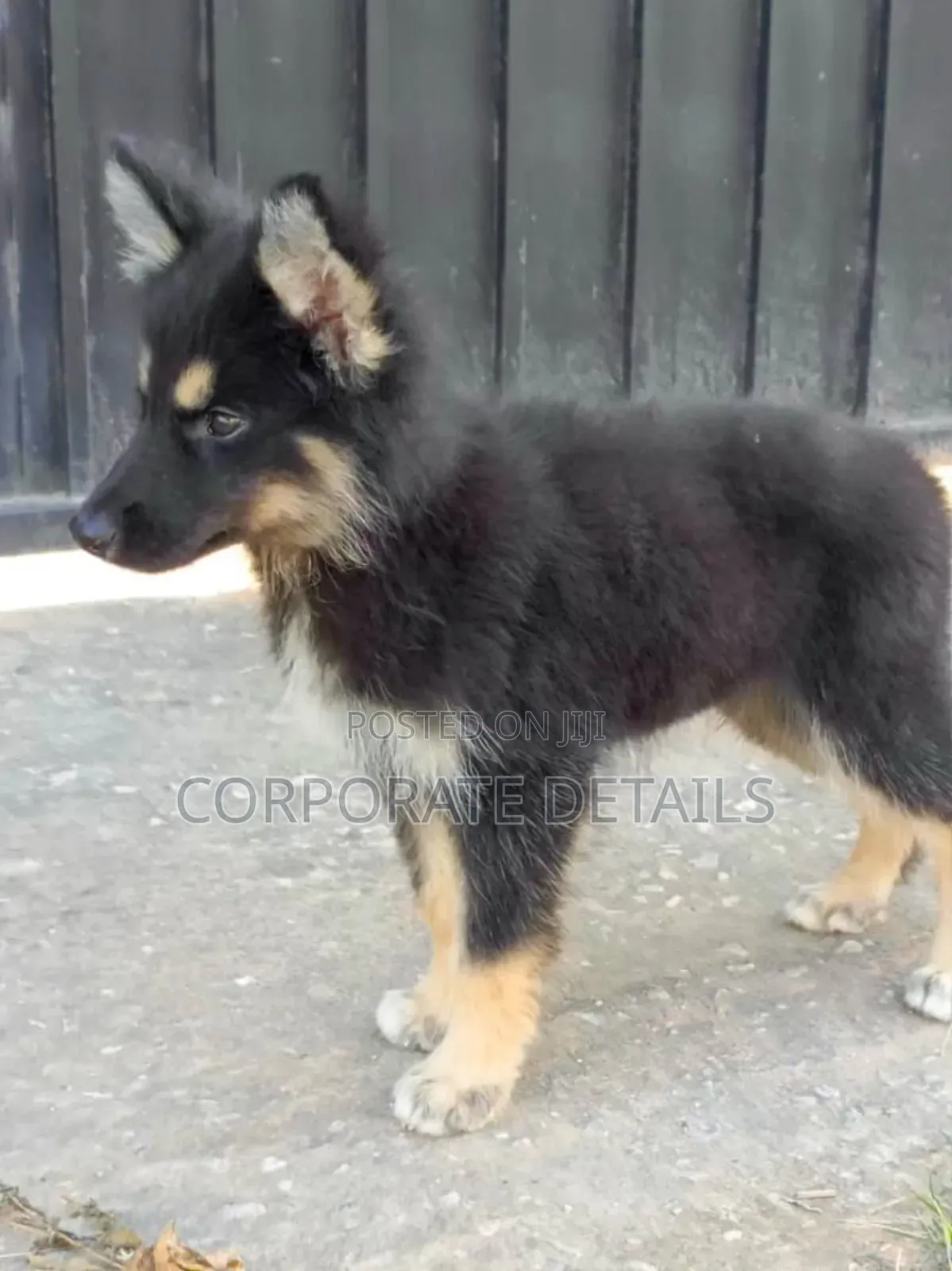 1-3 months Male Purebred German Shepherd