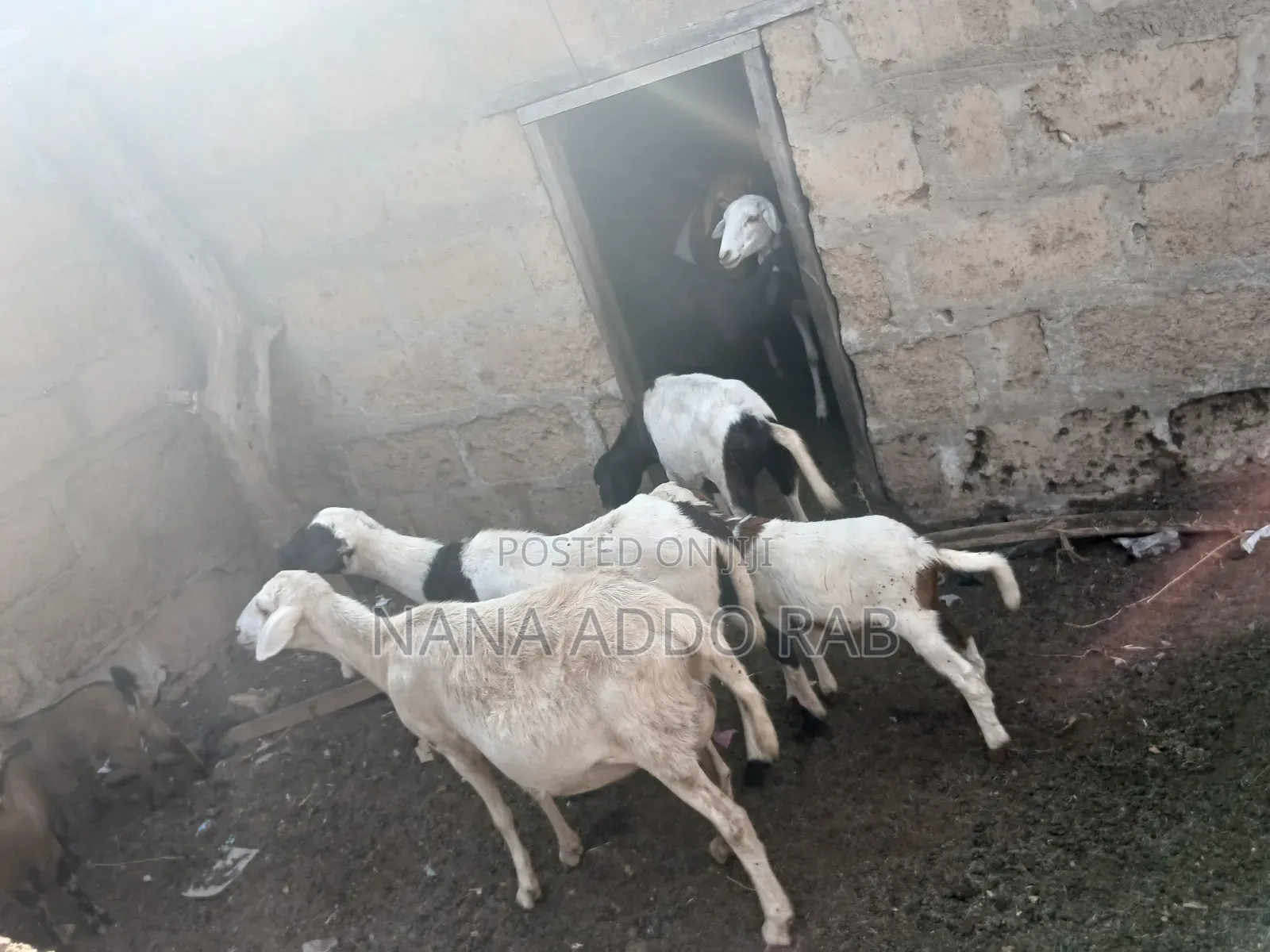Goats and Sheep  Foe Sell for Event Very Cool Price