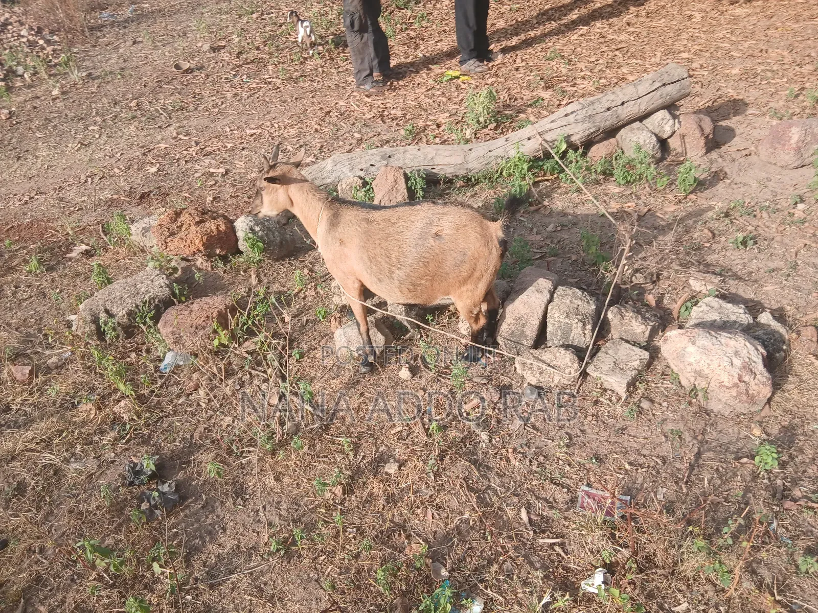 Goats and Sheep  Foe Sell for Event Very Cool Price