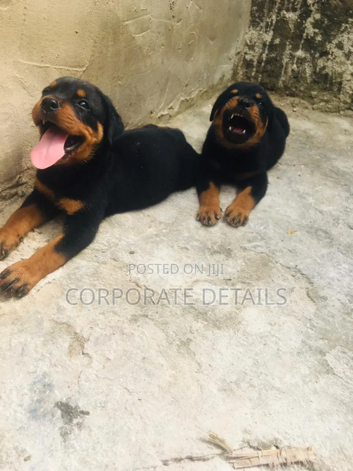 1-3 months Male Purebred Rottweiler