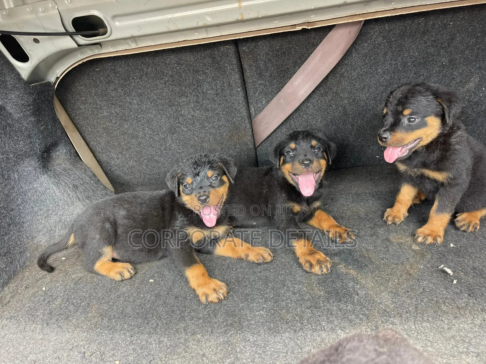6-12 months Female Purebred Rottweiler