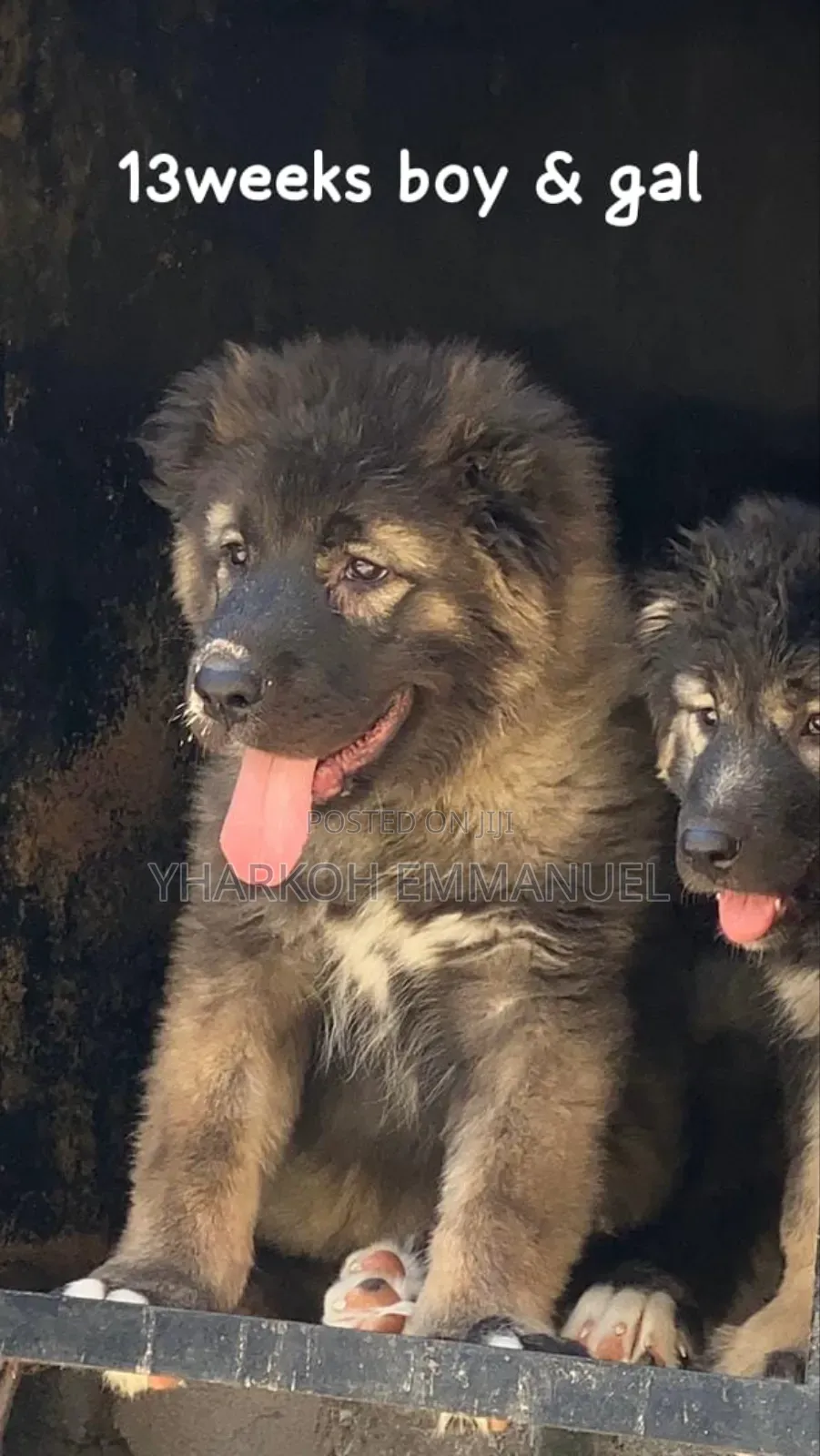 1-3 months Male Purebred Caucasian Shepherd