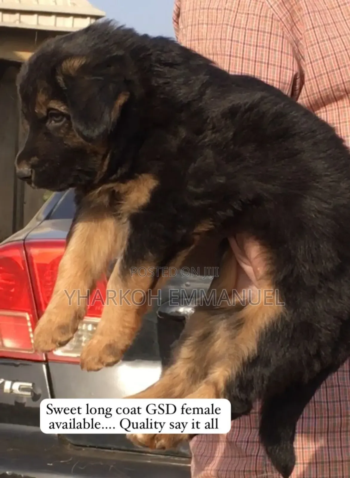 1-3 months Male Purebred German Shepherd