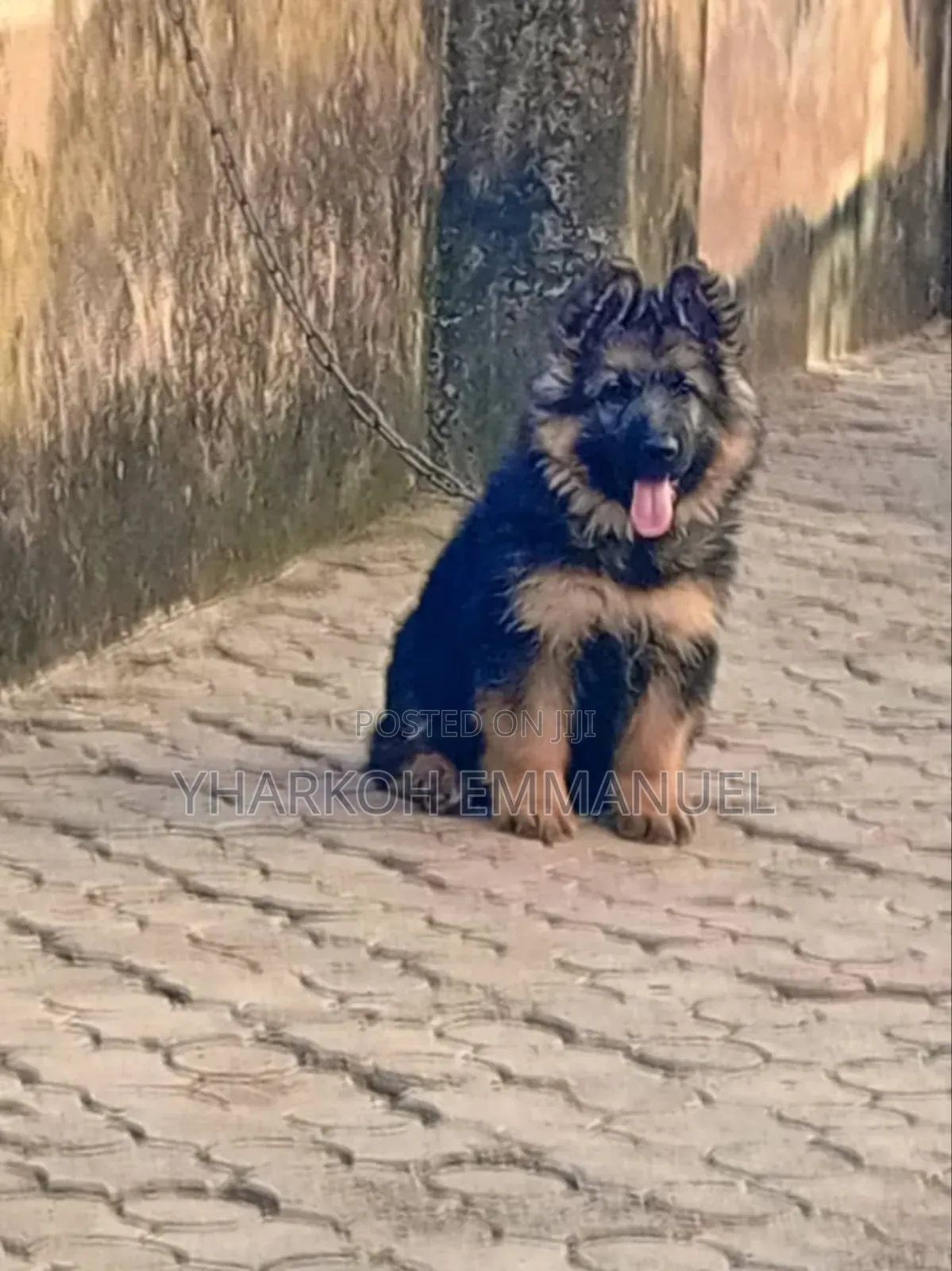 1-3 months Male Purebred German Shepherd
