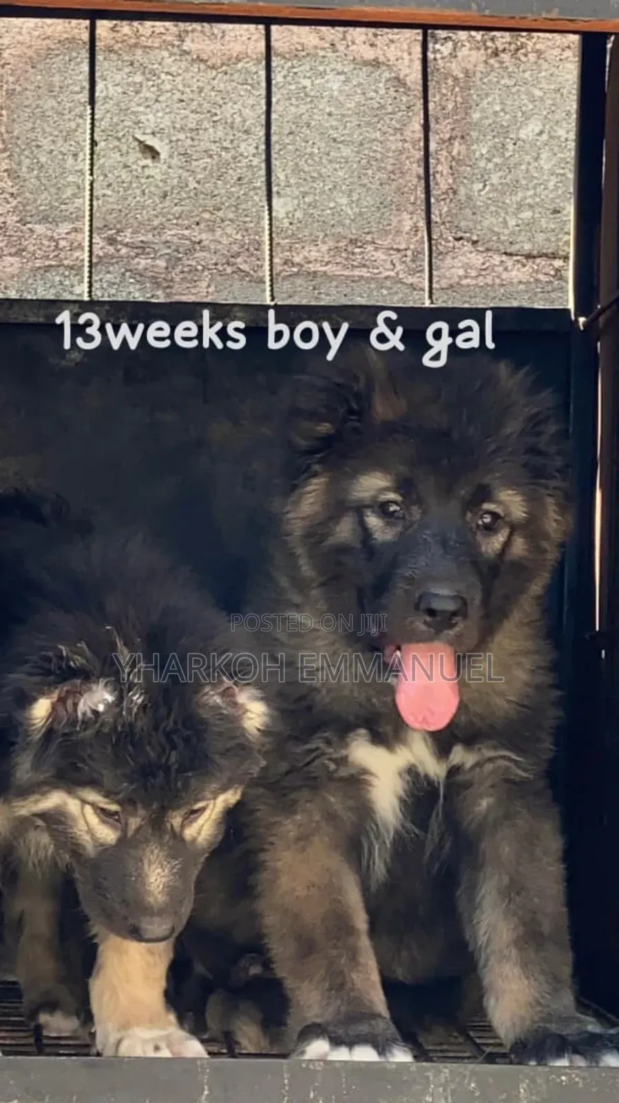 1-3 months Male Purebred Caucasian Shepherd