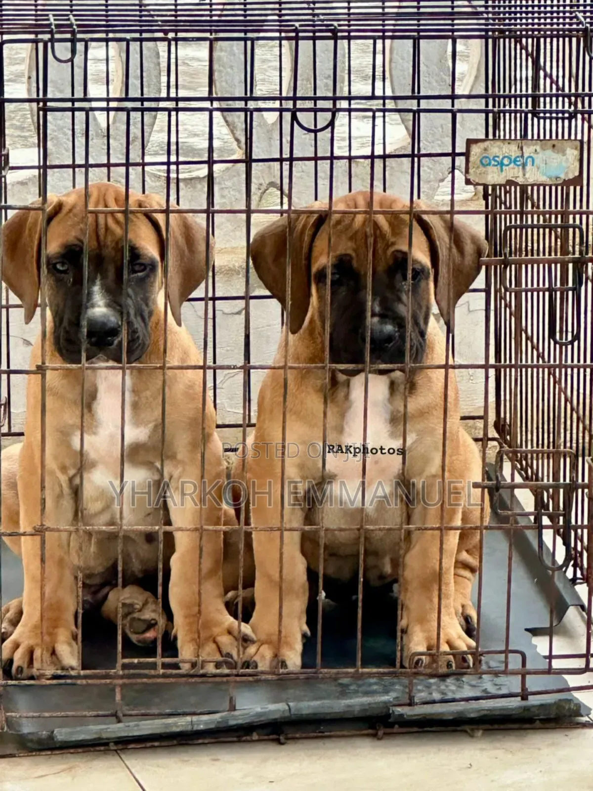 3-6 months Male Purebred Boerboel