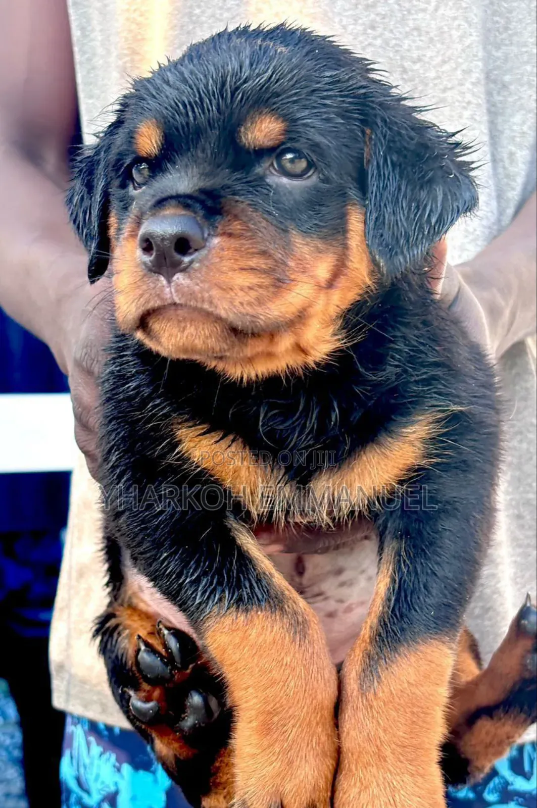 1-3 months Male Purebred Rottweiler