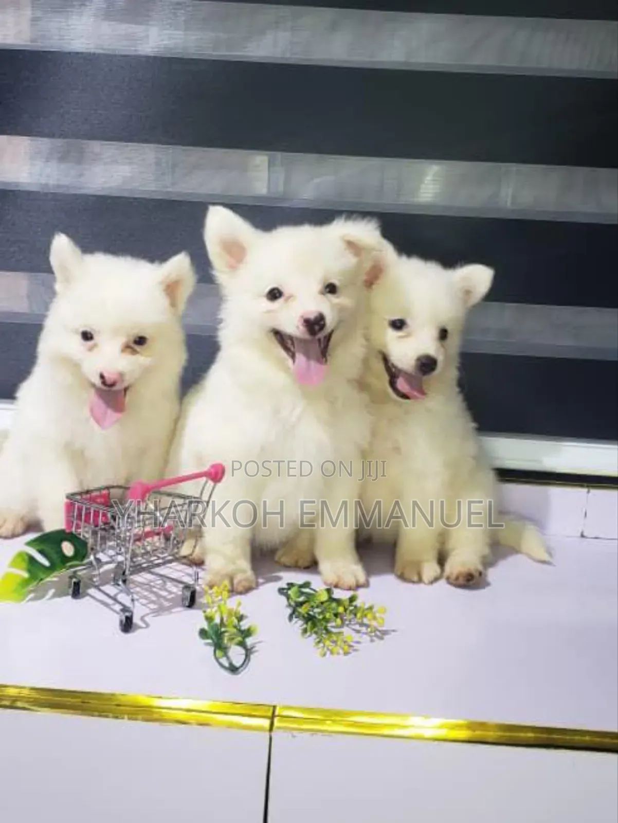1-3 months Male Purebred American Eskimo