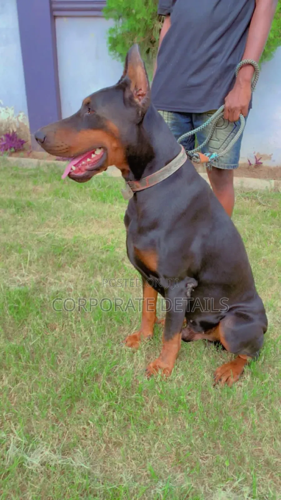 1+ year Male Purebred Doberman Pinscher