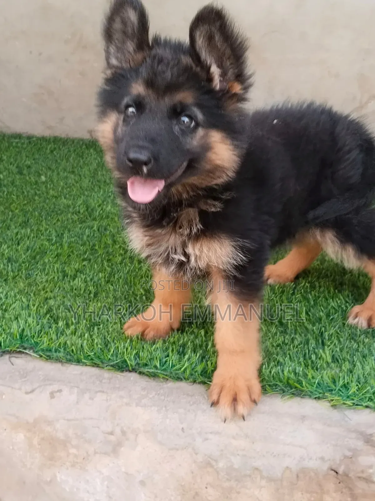 1-3 months Male Purebred German Shepherd