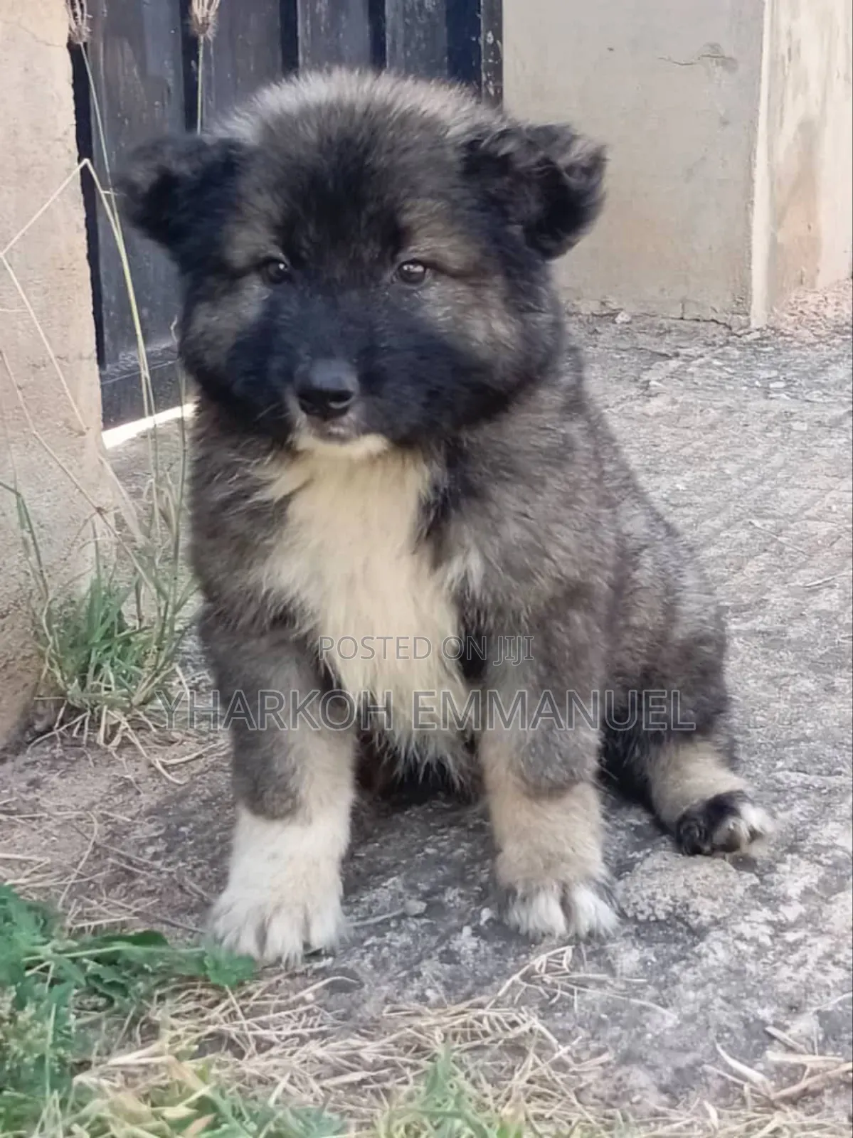 1-3 months Male Purebred Caucasian Shepherd