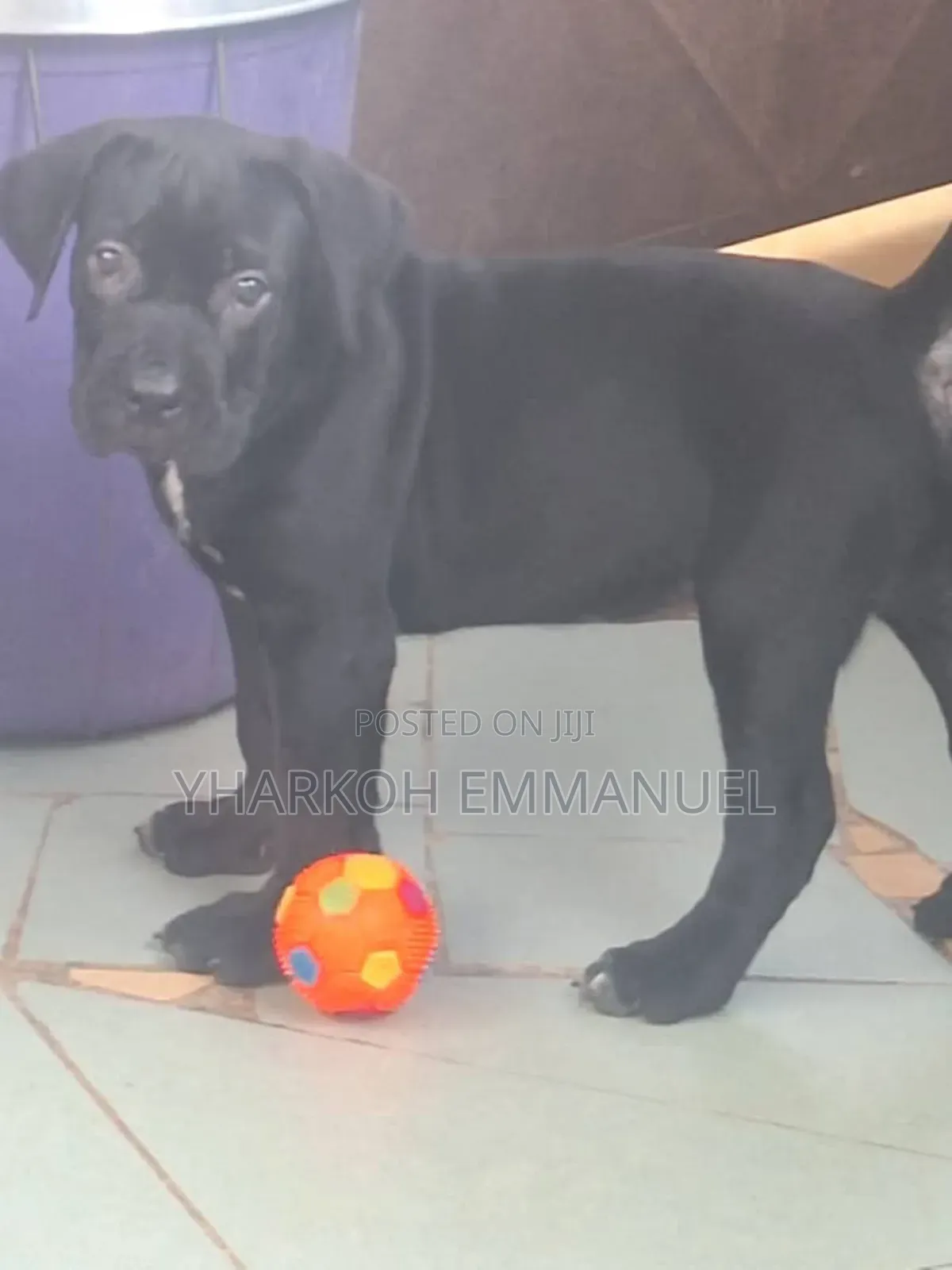 1-3 months Male Purebred Cane Corso