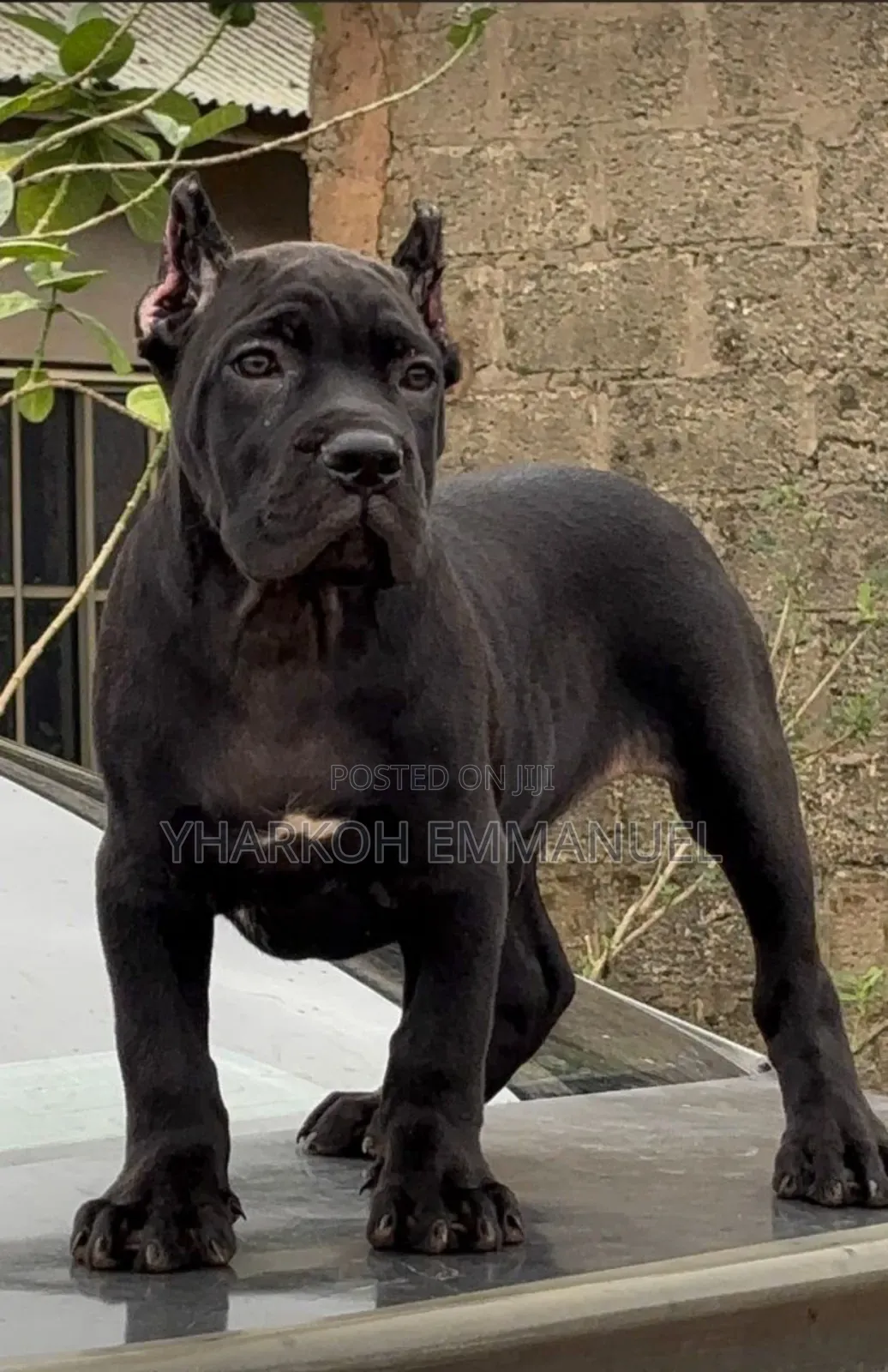 1+ year Male Purebred Cane Corso