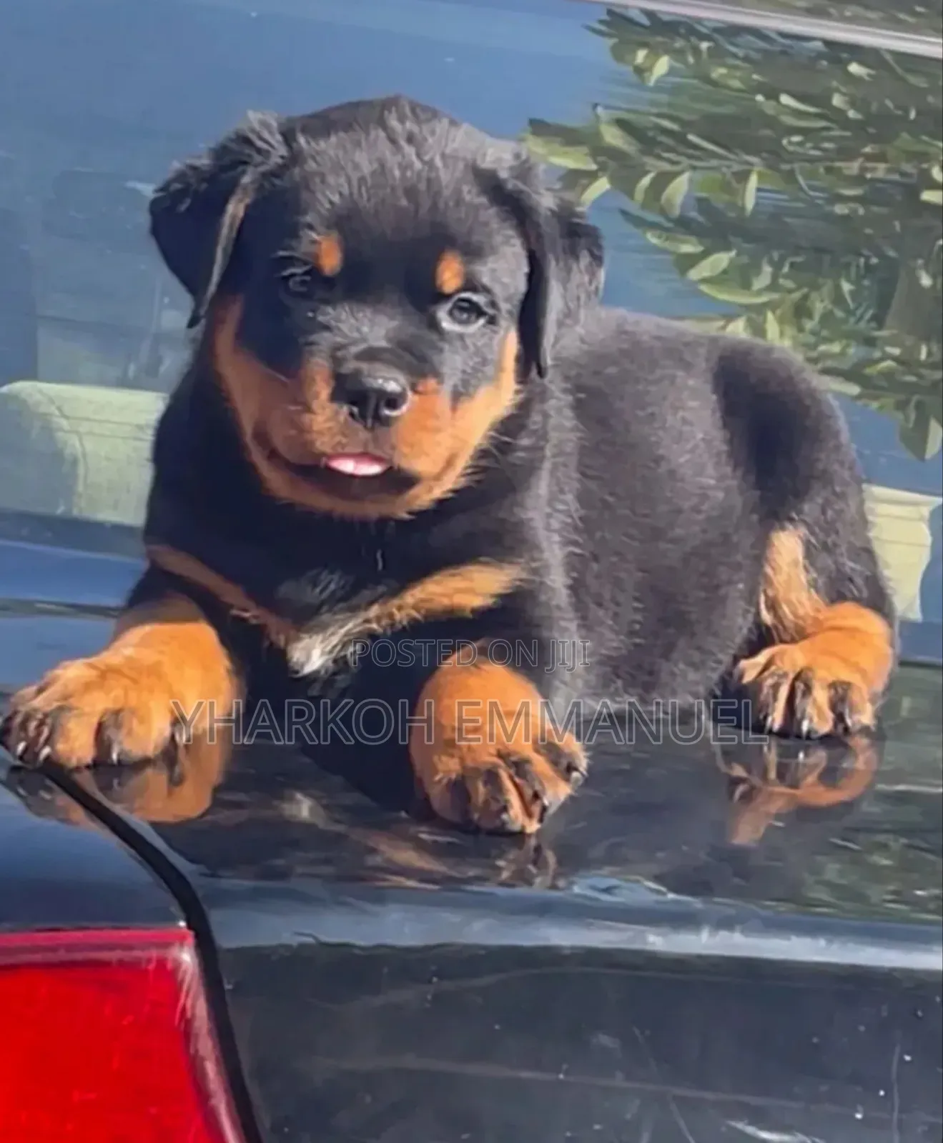 1-3 months Male Purebred Rottweiler