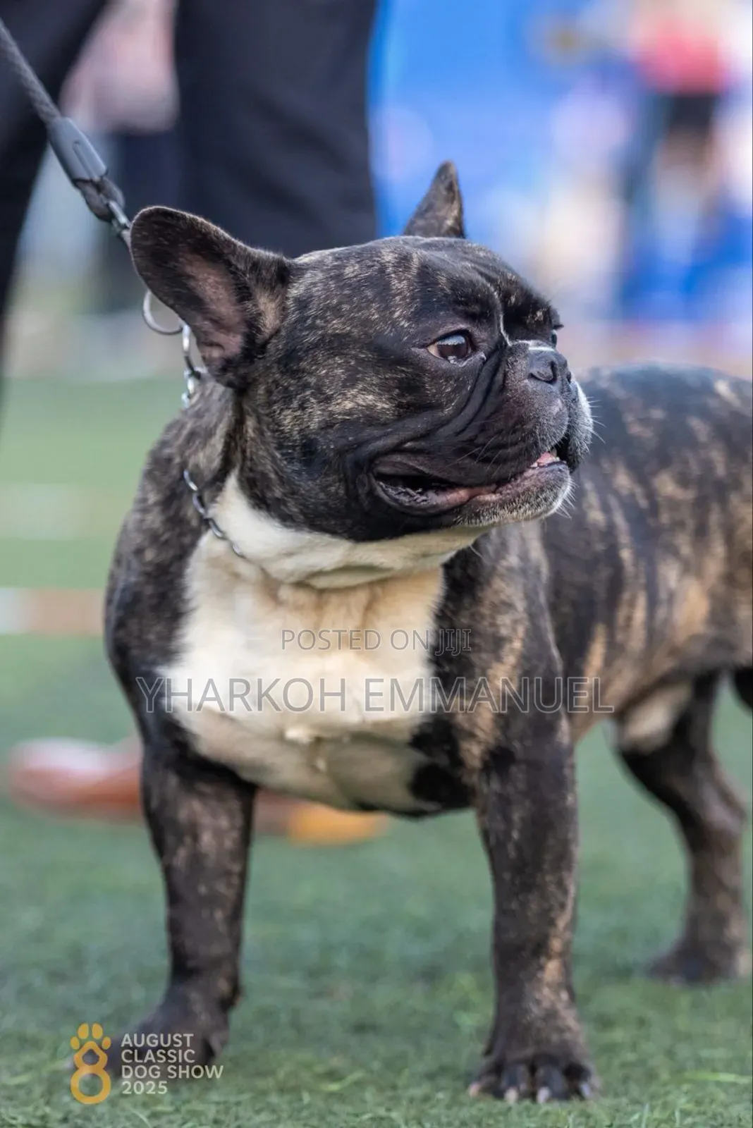 3-6 months Male Purebred French Bulldog