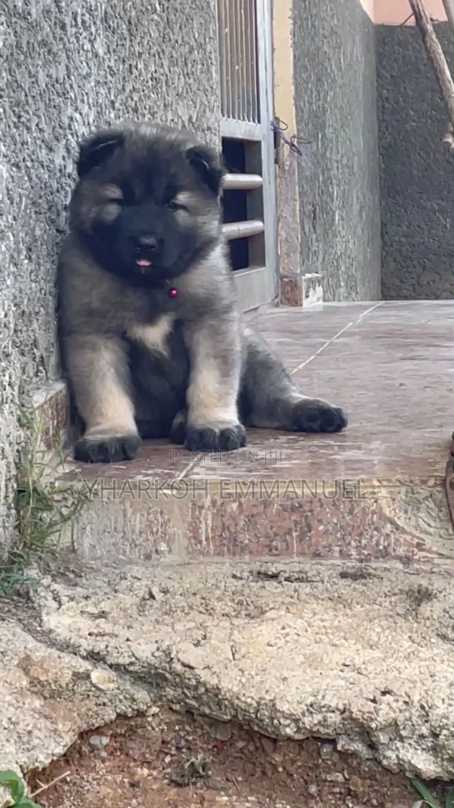 1-3 months Male Purebred Caucasian Shepherd